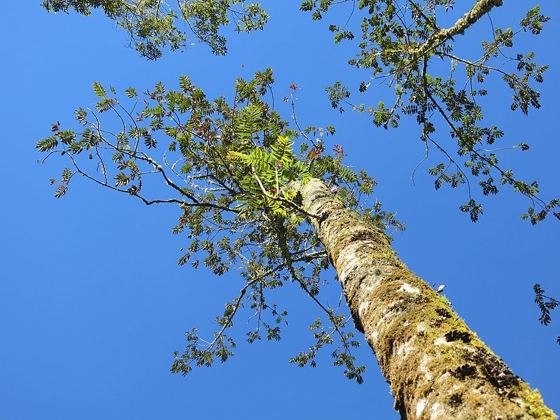 File:Brunellia comocladifolia 1.JPG