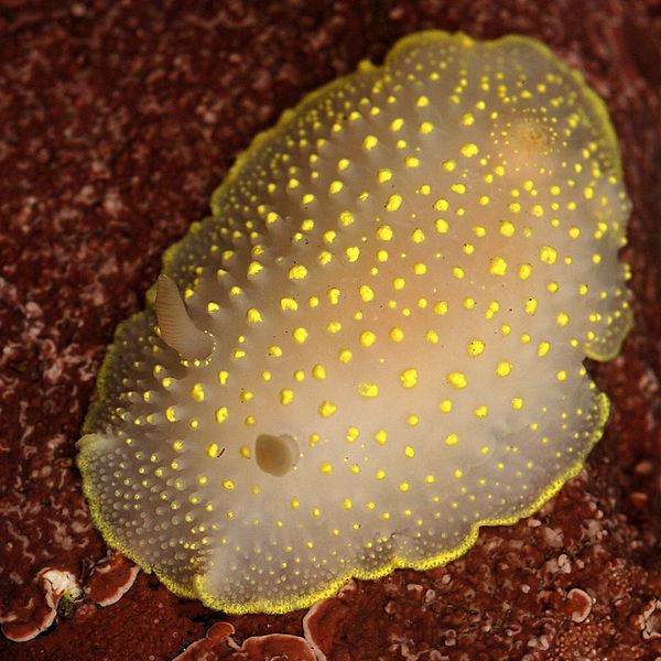 File:Cadlina luteomarginata.jpg