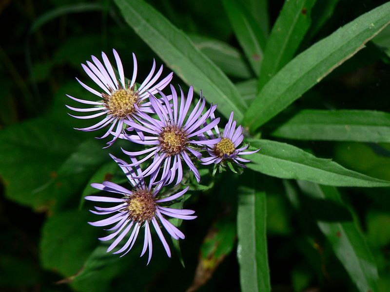 File:Canadanthus modestus 25050.JPG