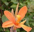 Canna 'Musaefolia Peruviana'