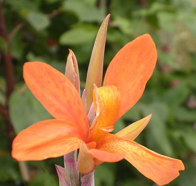 File:Canna MusafoliaPeruviana1.jpg