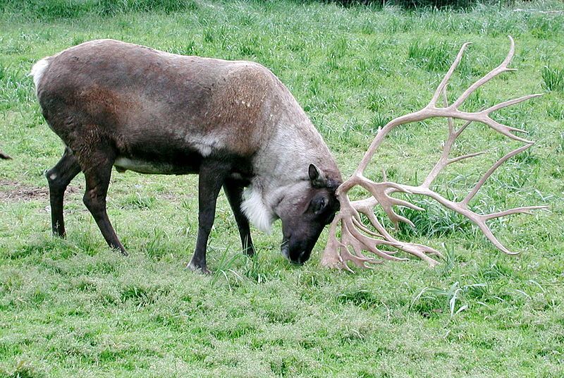 File:Caribou using antlers.jpg