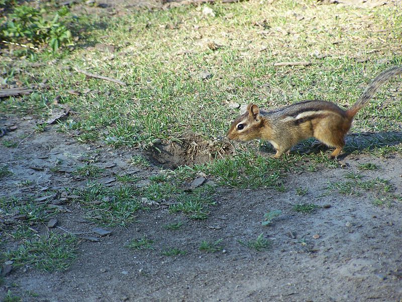 File:Chipmunk burrow (approaches).jpg