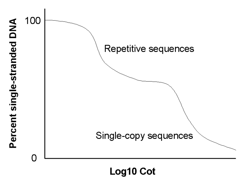 File:CoT analysis.png