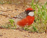 Crimson Chat