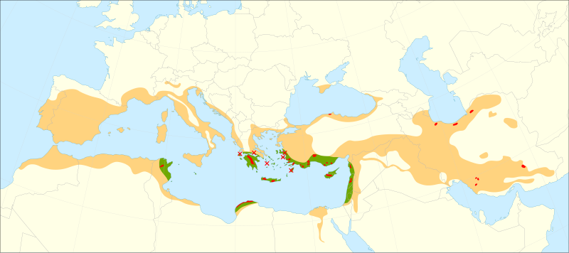 File:Cupressus sempervirens range.svg