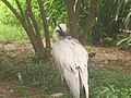 Demoiselle Crane