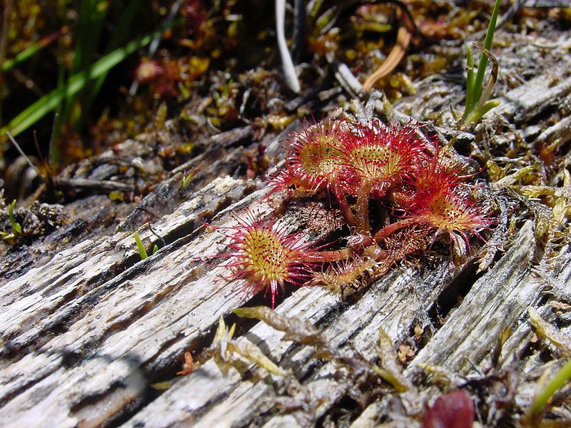 File:Drosera rotundifolia ne3.jpg