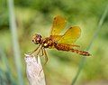 Image 93Male eastern amberwing dragonfly in the Brooklyn Botanic Garden