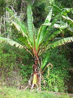 Ensete (Musaceae)