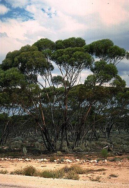 File:Eucalyptus melanoxylon.jpg