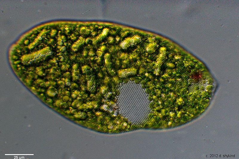 File:Euglena pellicle 2.jpg