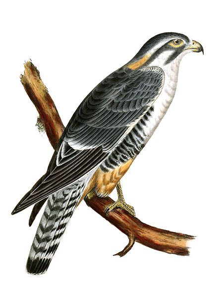 File:Falco femoralis-PacificRR-AA.jpg