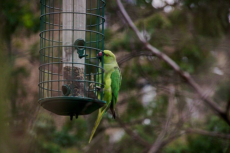 File:Feral Ring-necked Parakeet.jpg