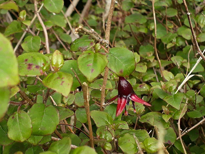 File:Fuchsia perscandens.jpg