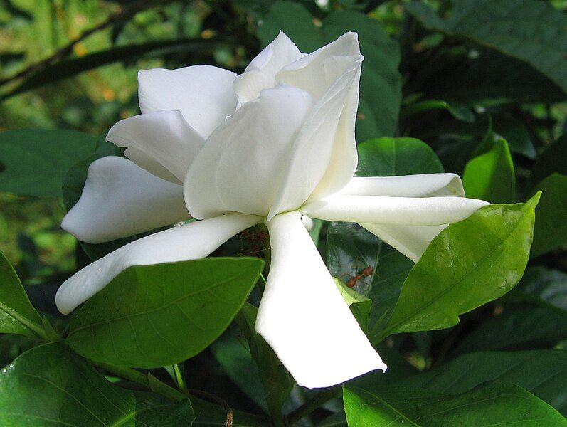 File:Gardenia jasminoides(1).jpg