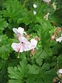 Geranium ×cantabrigiense