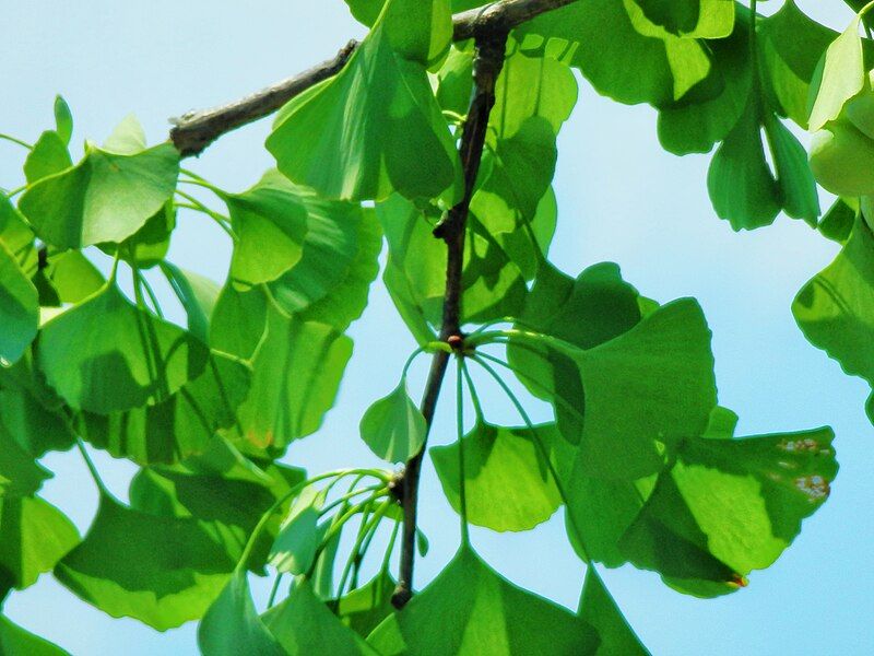 File:Ginkgo 2024.jpg