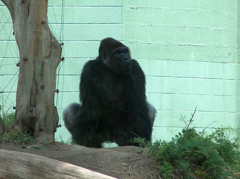 File:Gorilla05.jpeg