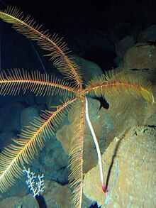 "Guillecrinus neocaledonicus" on the outer SW flank of Vailulu'u, American Samoa