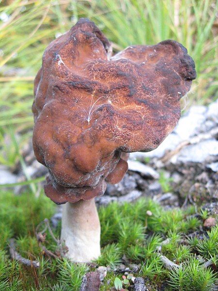 File:Gyromitra infula sasata.JPG