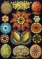 Haeckel's ascidiacea, former FP candidate