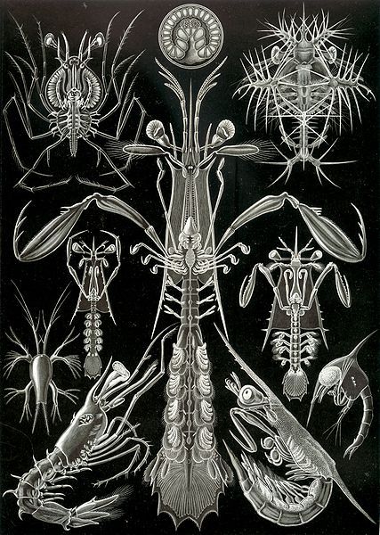 File:Haeckel Thoracostraca.jpg