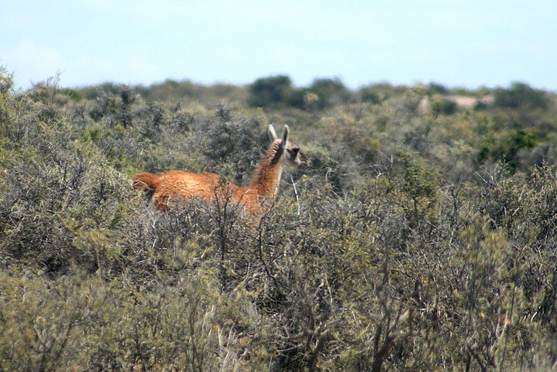 File:Halbinsel Valdes Guanako.jpg