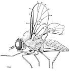 Hilarimorphites burmanica