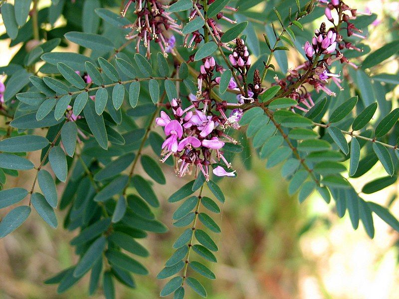 File:Indigofera australis-young-flowers.jpg