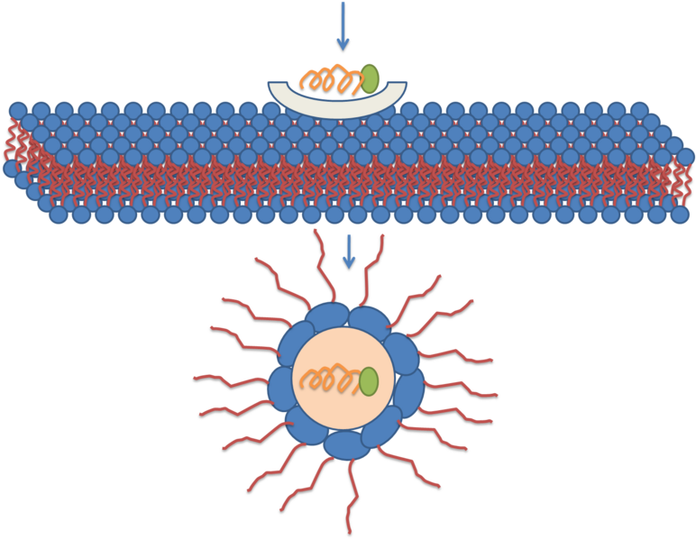 File:Inverted micelle1.png