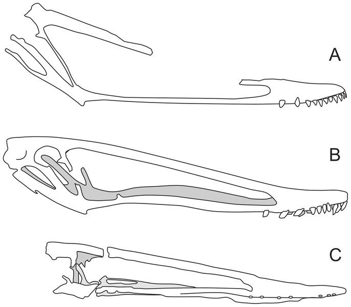 File:Istiodactylid skulls.tif