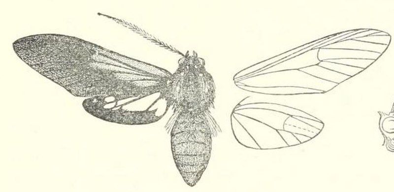 File:Ixylasia trogonoides.JPG