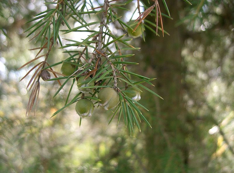 File:Juniperus rigida2.jpg