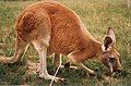 Red Kangaroo