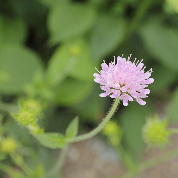 File:Knautia drymeia-IMG 4295.jpg