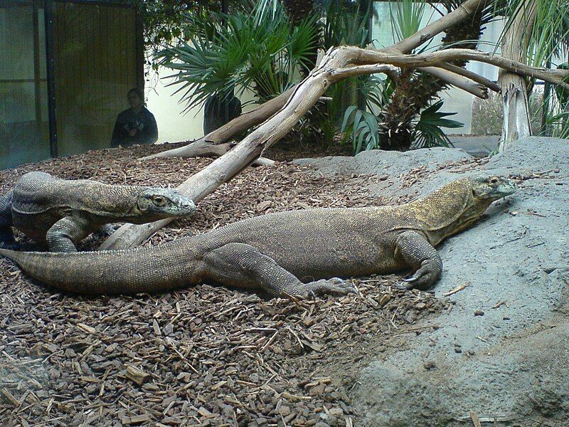 File:Komodo Dragons.jpg