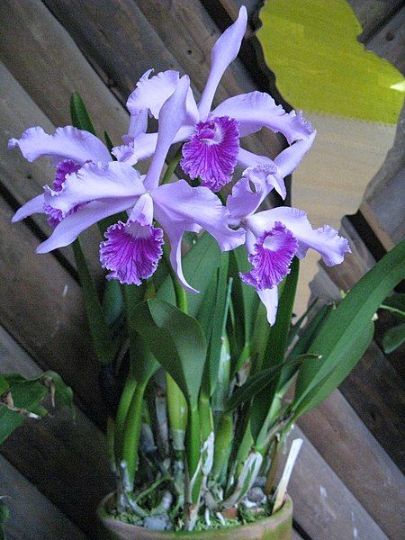 File:Laelia lobata1.jpg