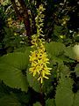 Ligularia przewalskii