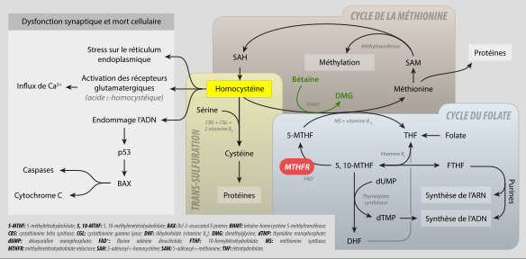 File:Métabolisme du MTHFR.svg