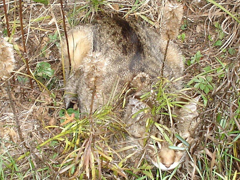 File:Mackerel tabby camouflage.JPG