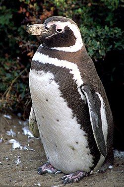 Magellanic Penguin