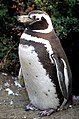 Magellanic Penguin, breeds in colonies in the south.