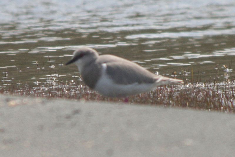 File:Magellanic Plover.jpg