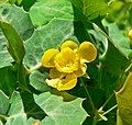 Mahonia fremontii