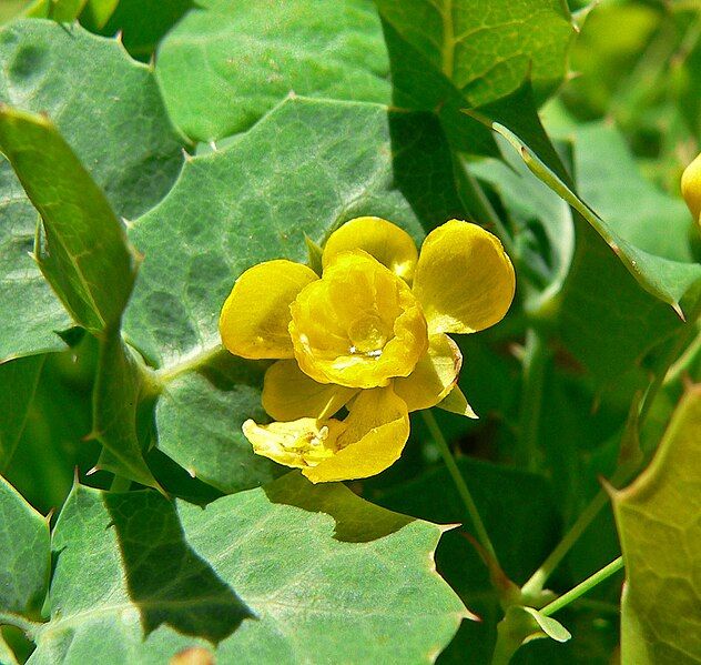 File:Mahonia fremontii 2.jpg