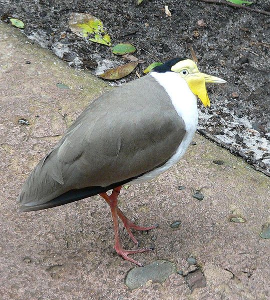 File:Masked Plover.jpg