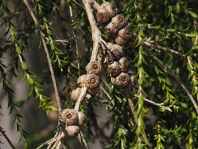 File:Melaleuca irbyana fruit.jpg