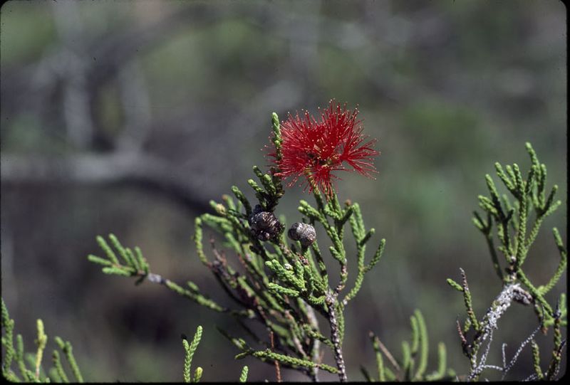 File:Melaleuca punicea.jpg