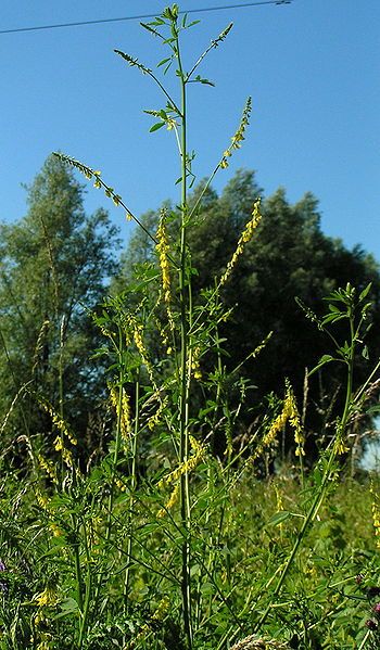 File:Melilotus officinalis01.jpg